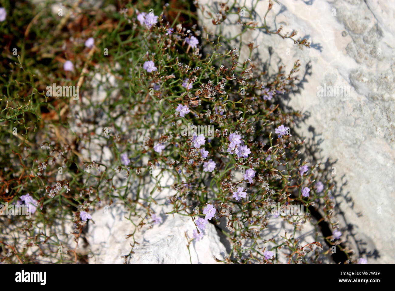 Limonium dictyophorum in Mljet island, Croatia Stock Photo