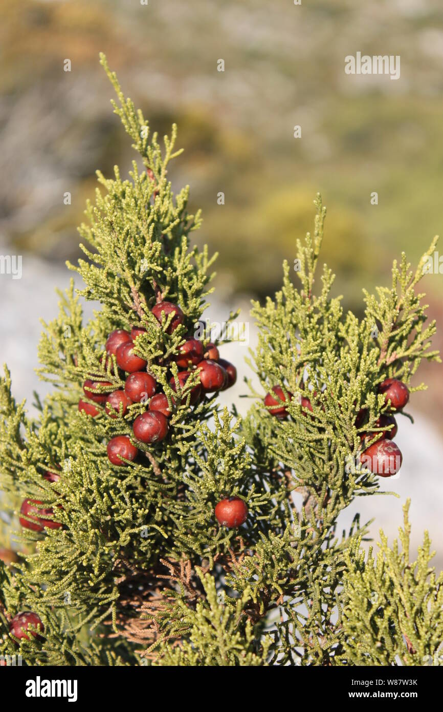 Savin juniper (Juniperus sabina) in Mljet island, Croatia Stock Photo