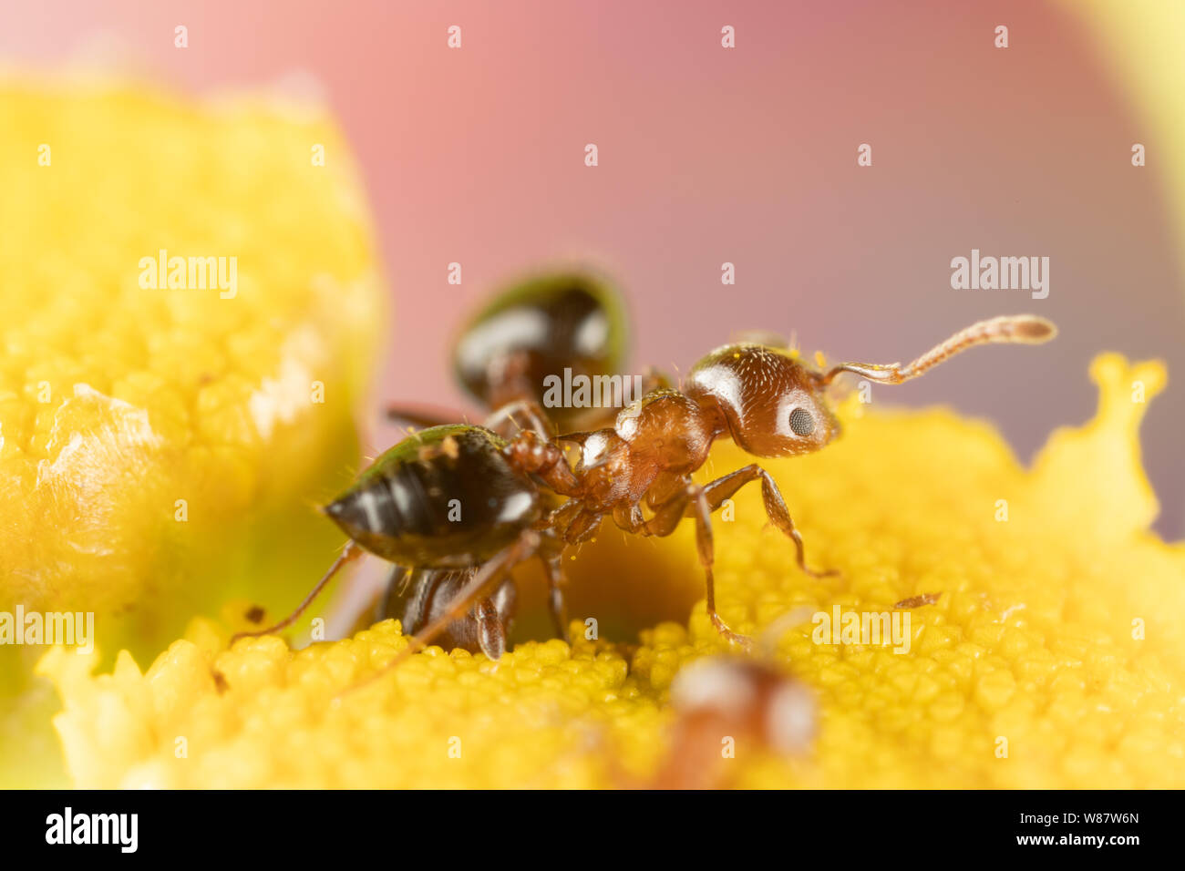 Macro photo of small fire ants eating pollen from a Tansy flower Stock