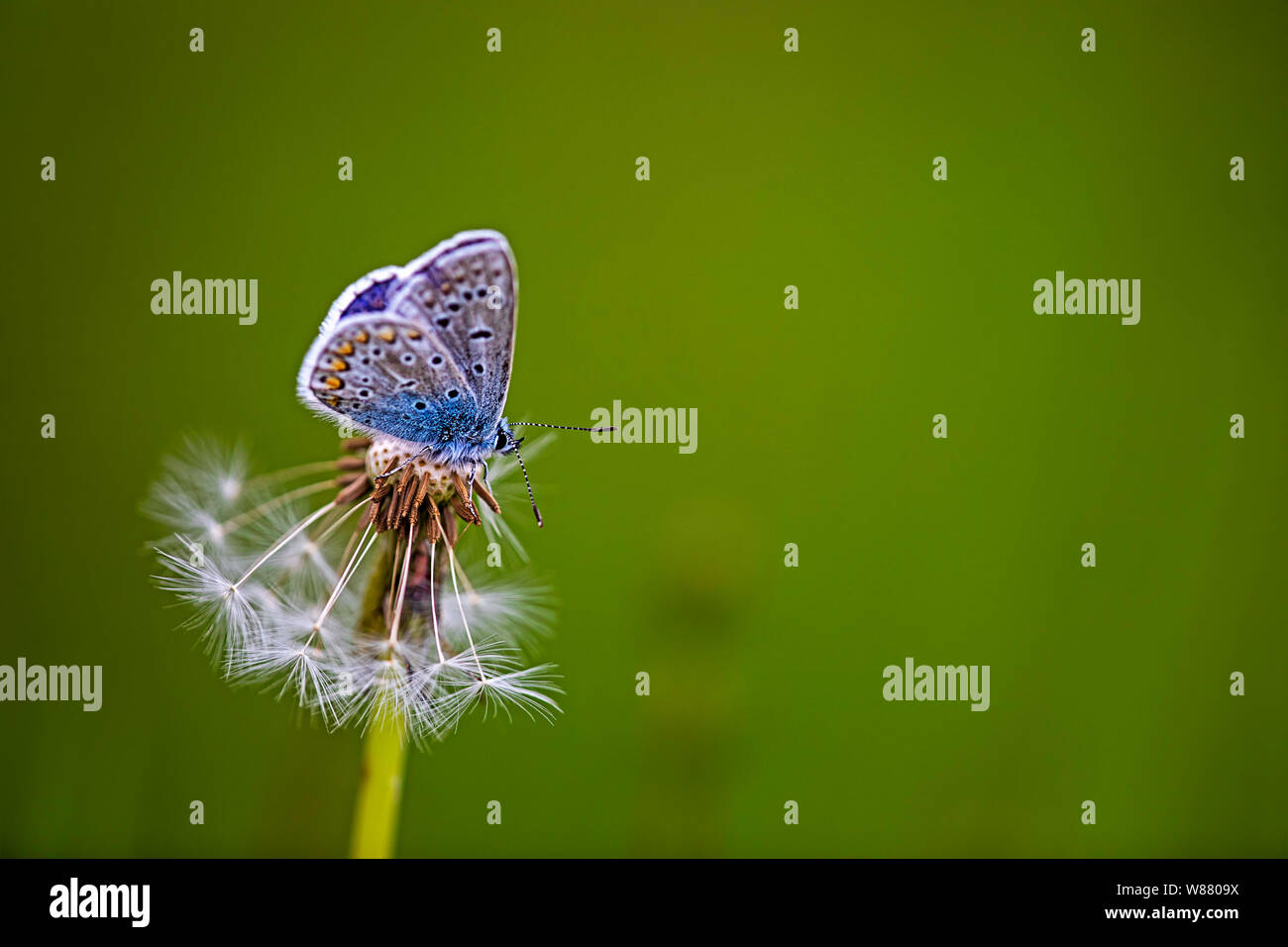 common blue butterfly perching on a dandelion Stock Photo