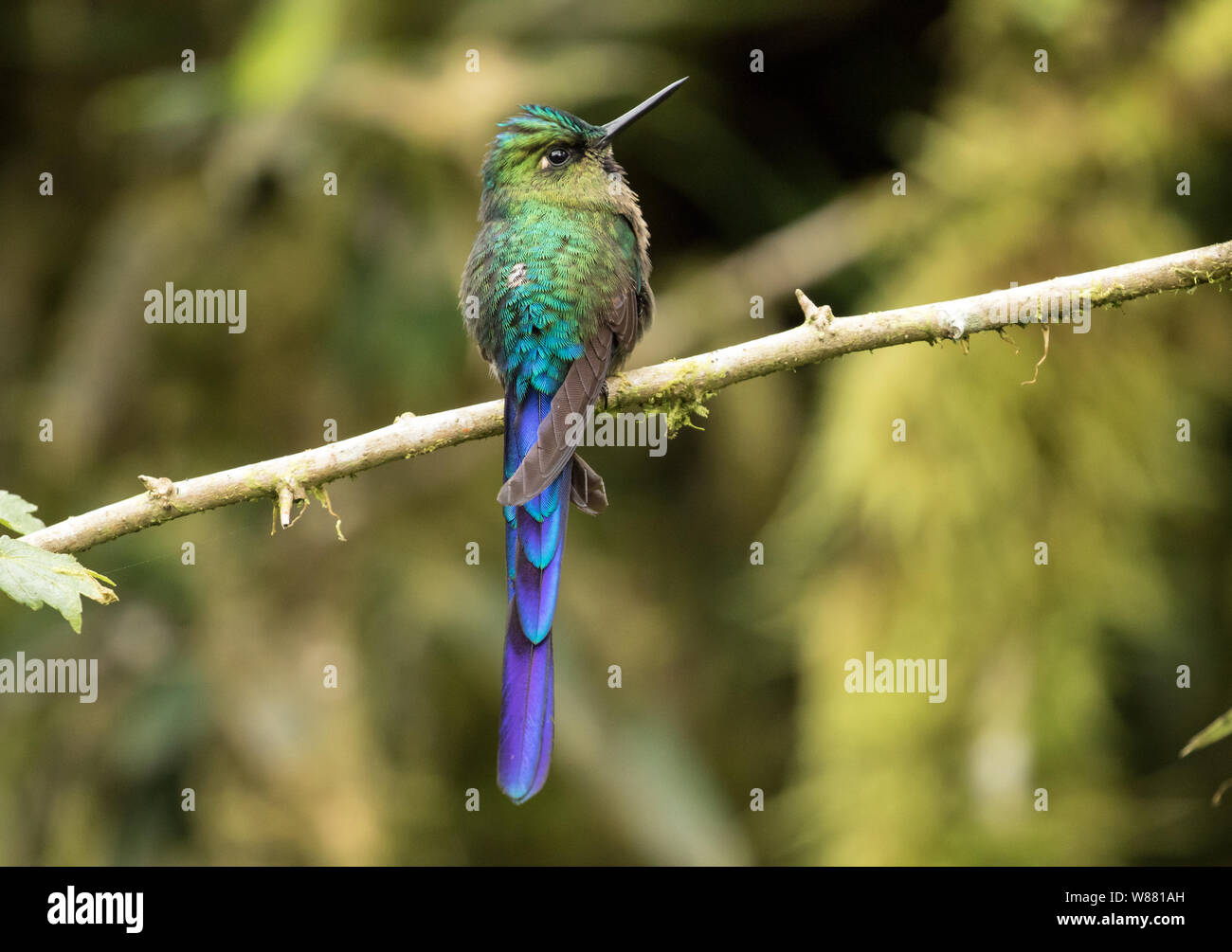 Closeup of hummingbird,Violet-tailed Sylph ( Aglaiocercus coelestis) perching on a branch in northwestern Ecuador.Found in Ecuador and Colombia. Stock Photo