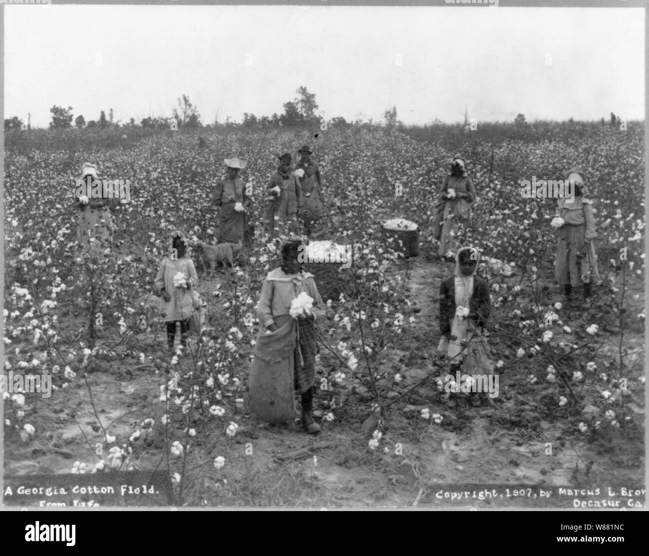 Cotton field Black and White Stock Photos & Images Alamy