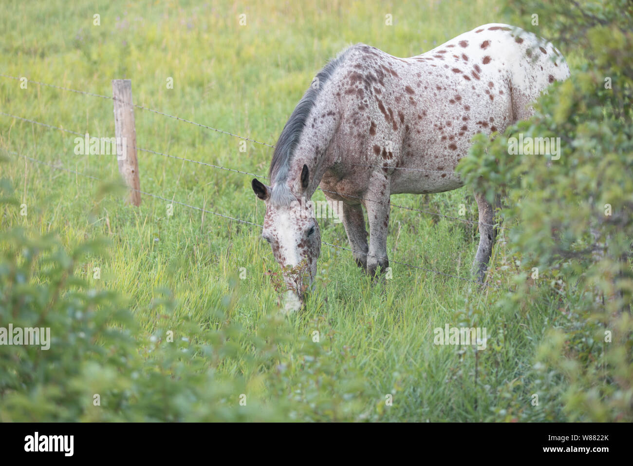 White and brown spotted horse eating grass across a fence in Midwest