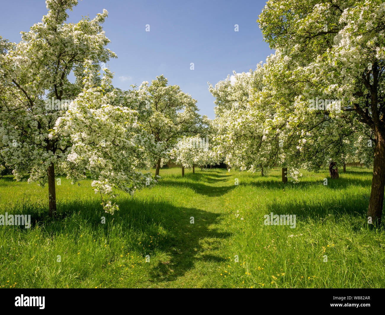 Blossom in spring Stock Photo