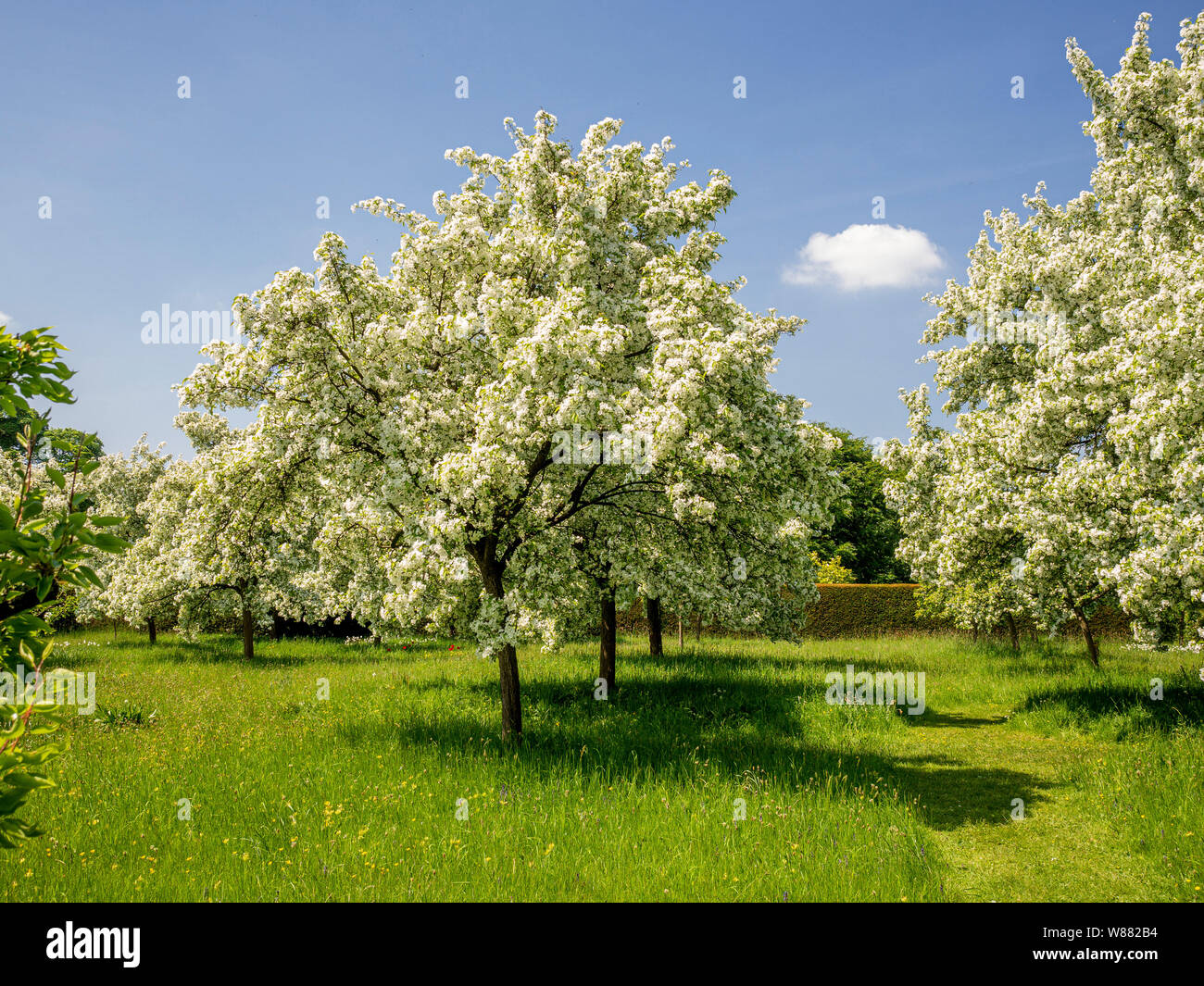 Blossom in spring Stock Photo