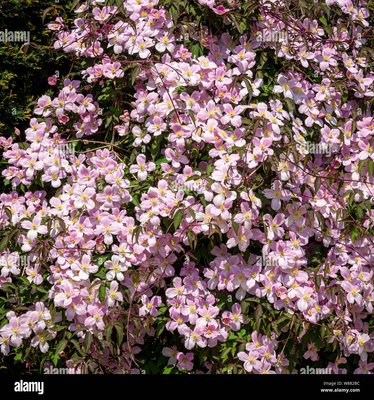 Clematis montana flowering Stock Photo