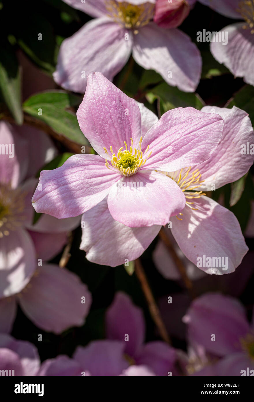 Clematis montana flowering Stock Photo