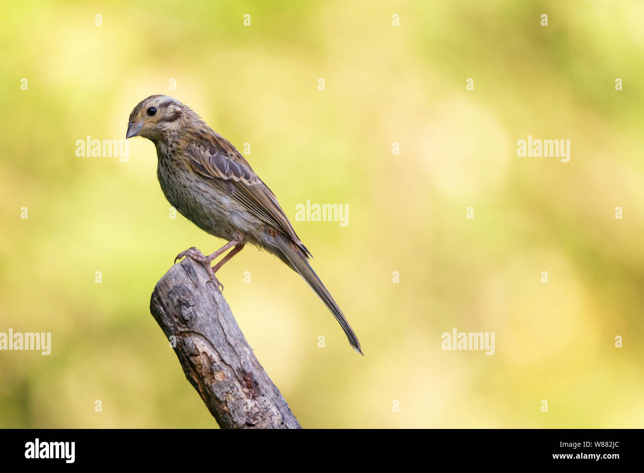 Nice small bird, called House Sparrow (parus domesticus) posed over a branch, with an out of focus background. Stock Photo