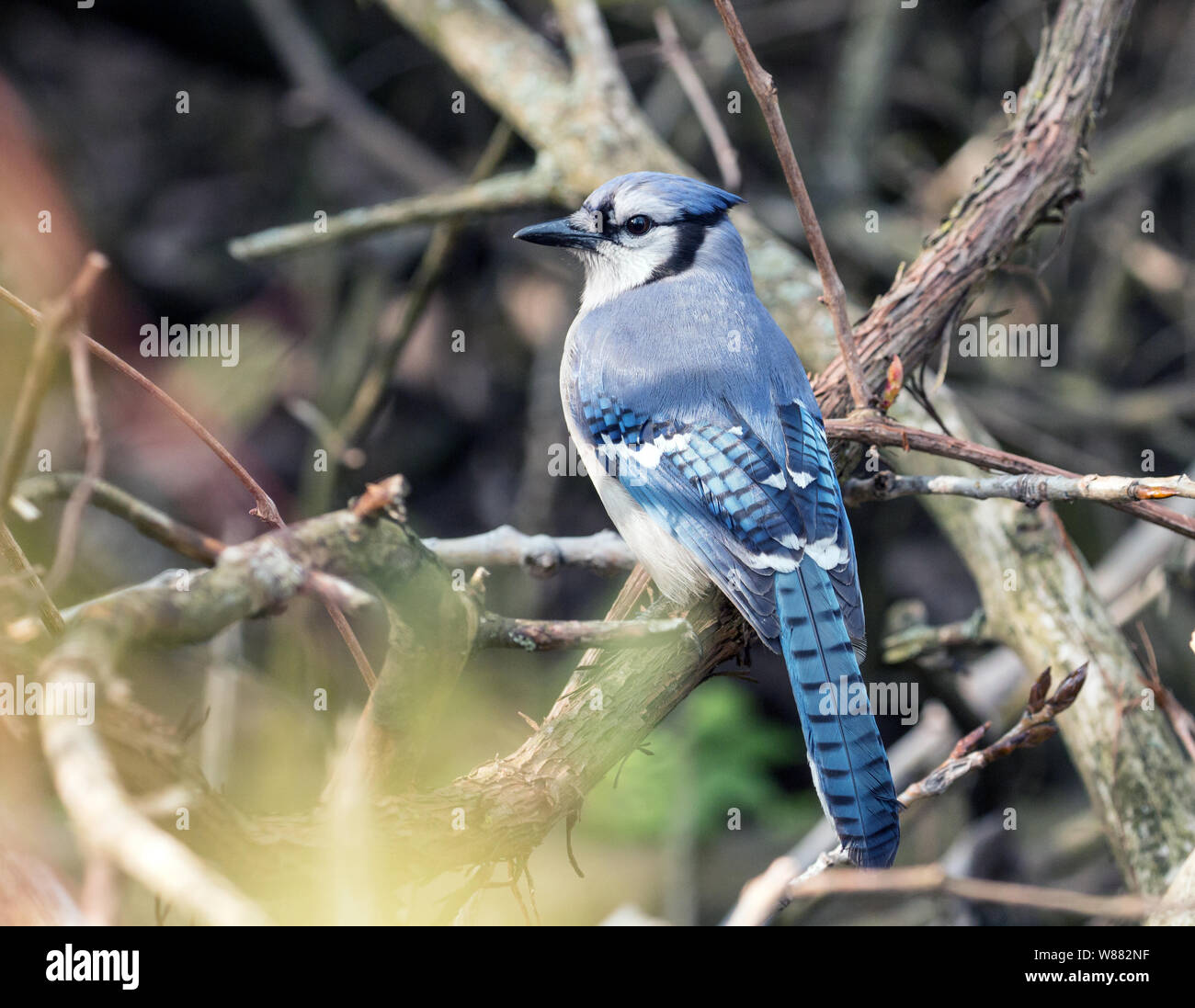 Closeup of Blue Jay ( Cyanocitta cristata) perching in wood lot at Long Point Bird Observatory Ontario,Canada during spring migration. Stock Photo