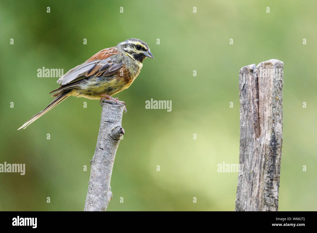 Nice small bird, called Cirl Bunting (emberiza cirlus) posed over a branch, with an out of focus background. Stock Photo