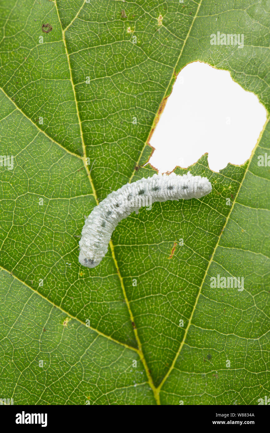 An example of the Alder Sawfly larva, Eriocampa ovata, photographed on an alder leaf, Alnus glutinosa. The larva was found on the banks of the Dorset Stock Photo