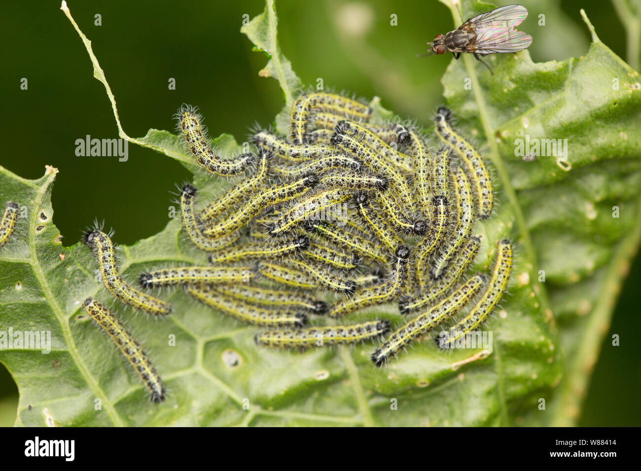 Large white butterfly larva hi-res stock photography and images - Alamy