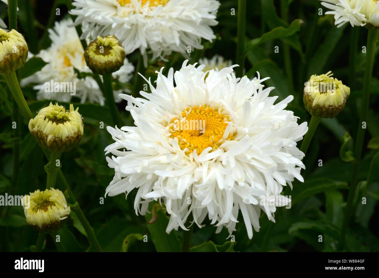 Leucanthemum superbum Engelina shasta daisy crazy daisy flowers Stock Photo