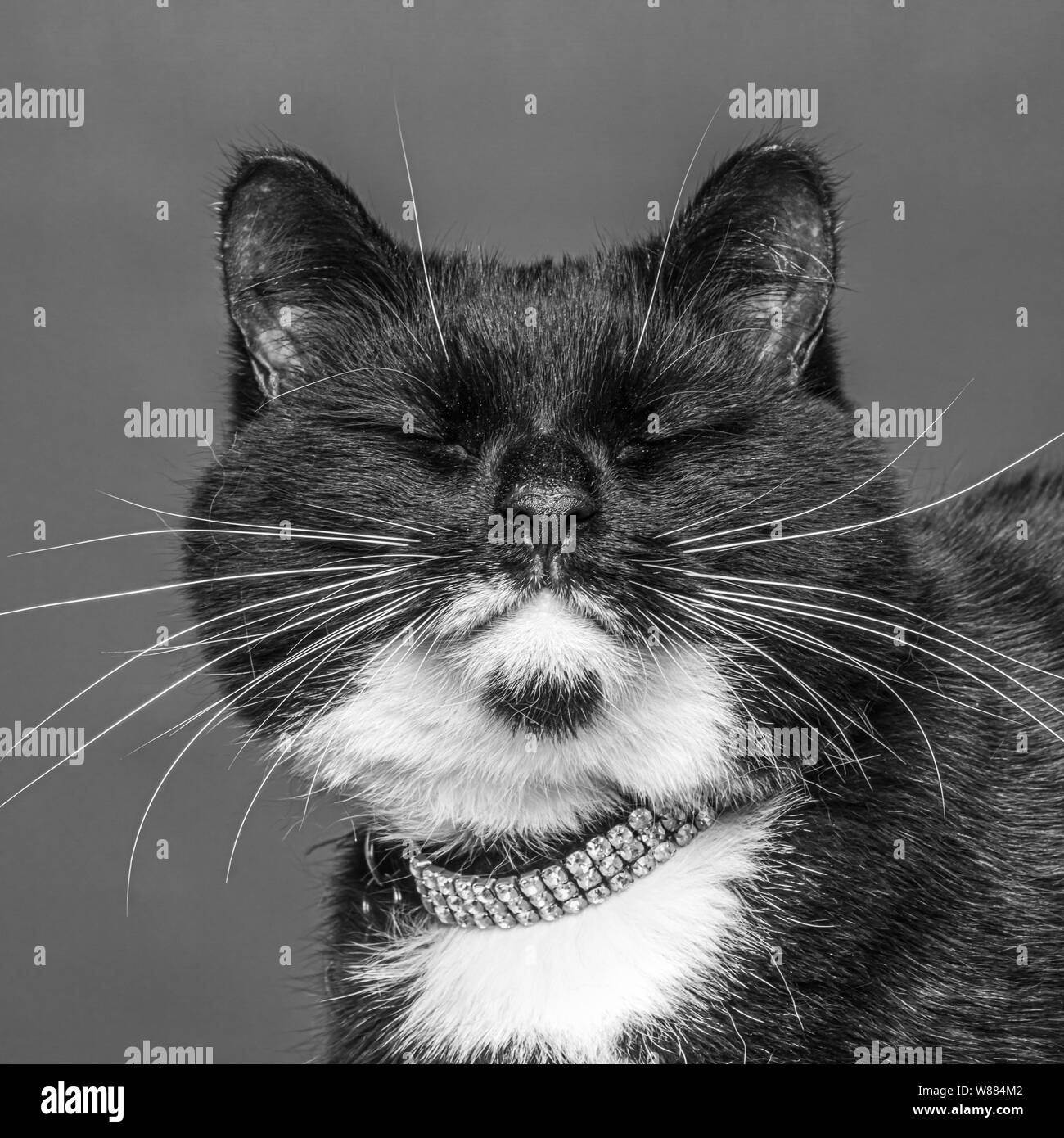 Happy Cat against grey background Stock Photo