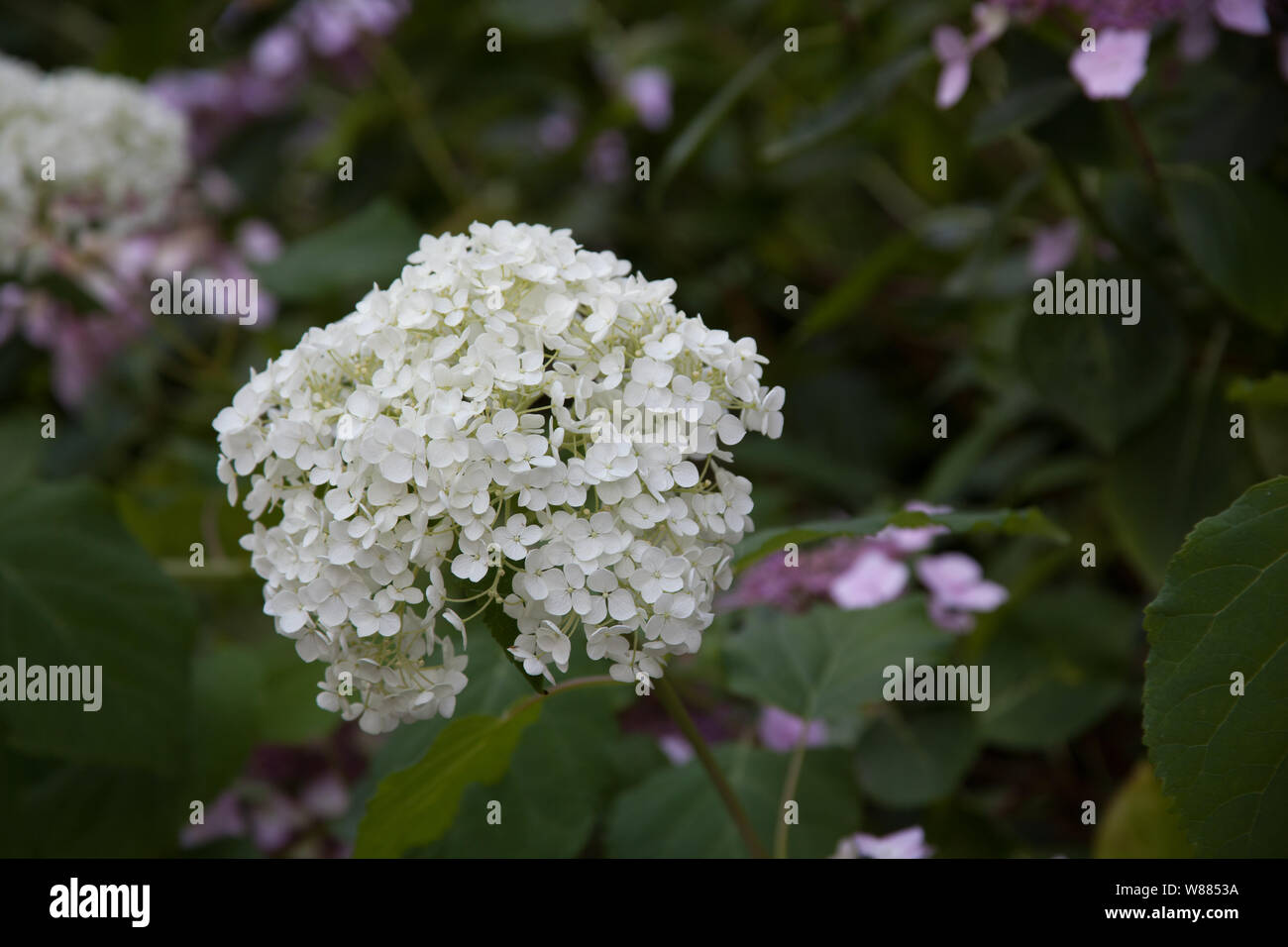 White Hydrangea Annabelle Stock Photo