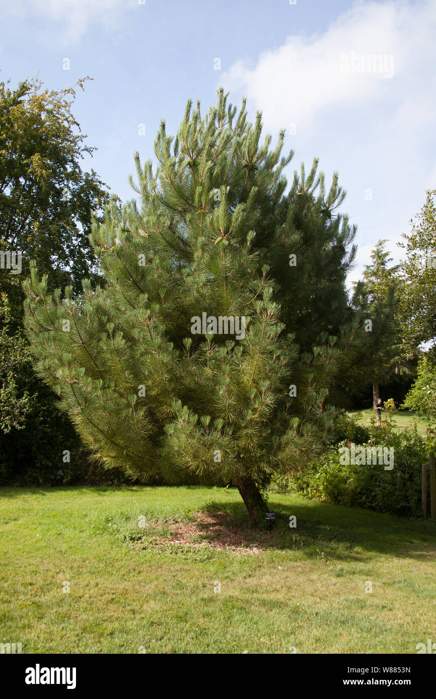 A small pine tree Stock Photo