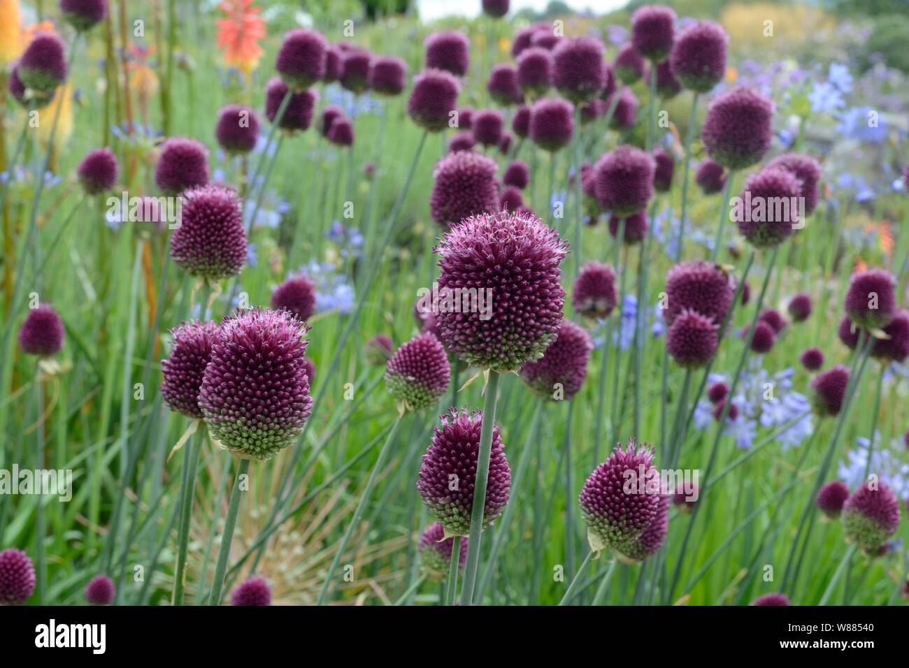 Allium Sphaerocephalon round-headed leek  round-headed garlic flowers Stock Photo
