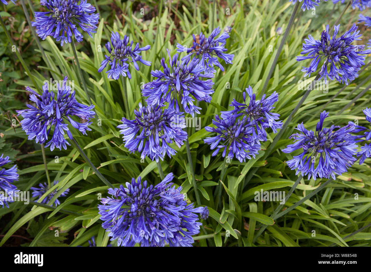 The purple blue flowers of the Agapanthus Orientalis plant Stock Photo