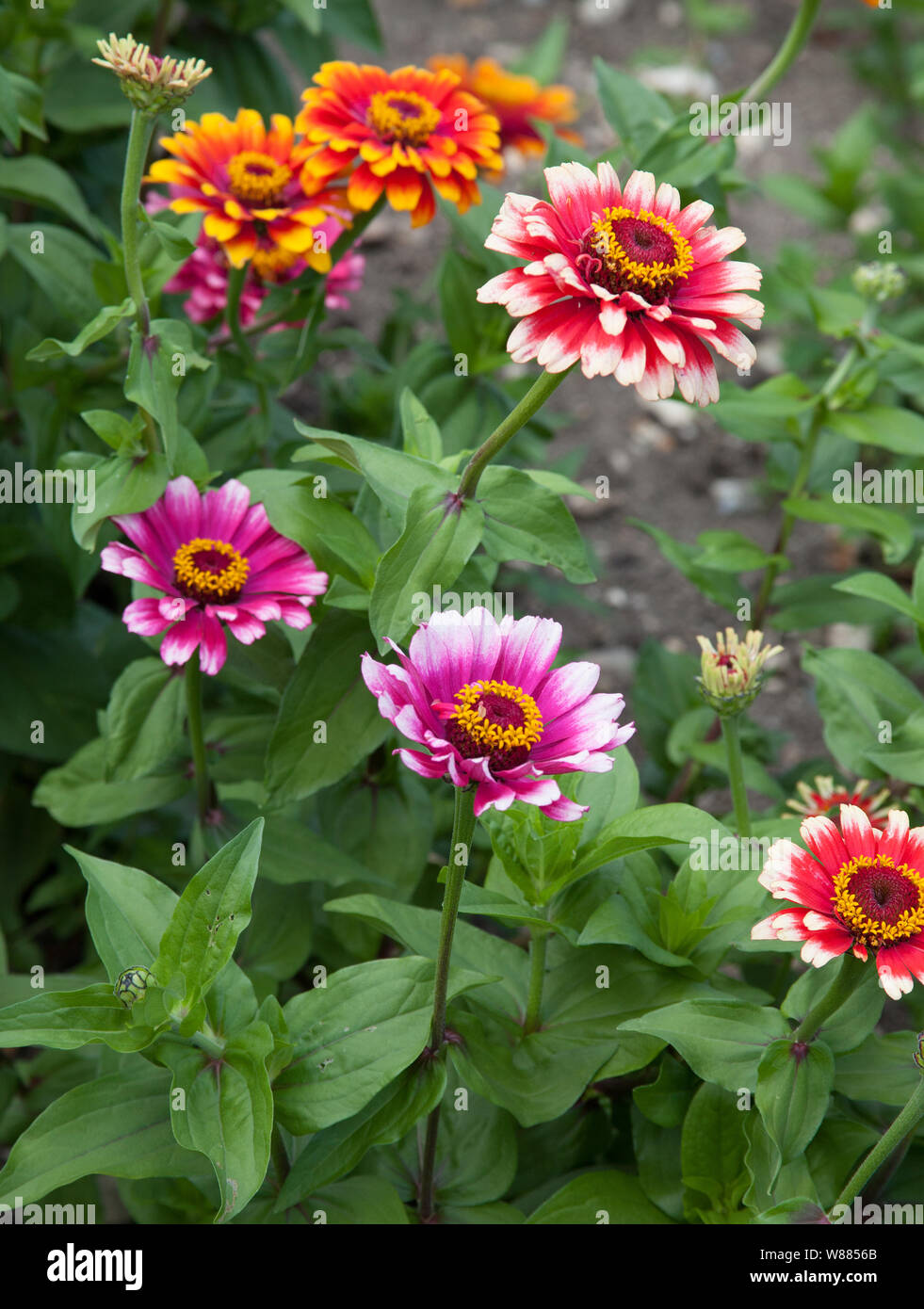 Vibrant Zinnia flowers Stock Photo