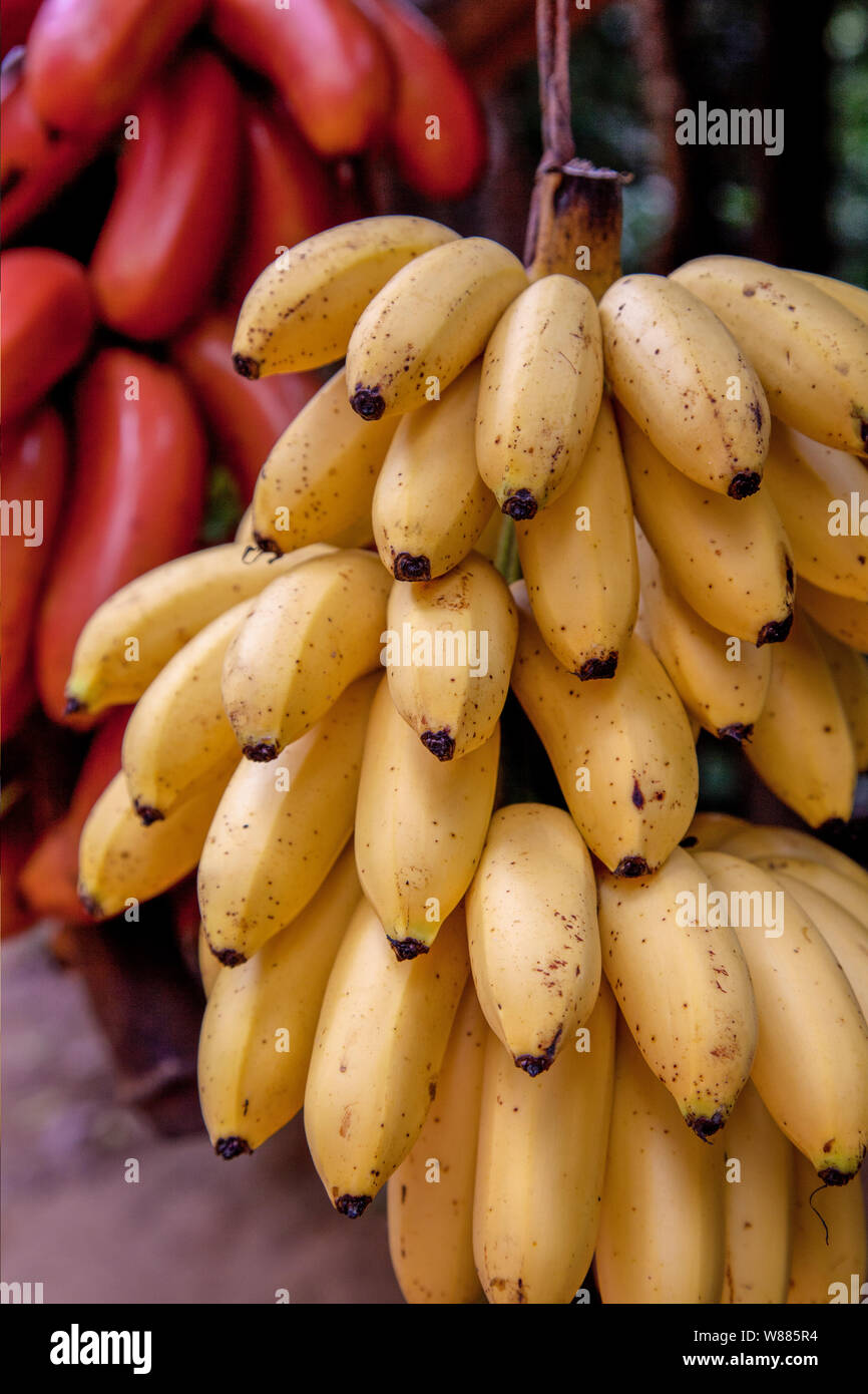 A cluster of ripening bananas or plantains for sale on a fruit stand in