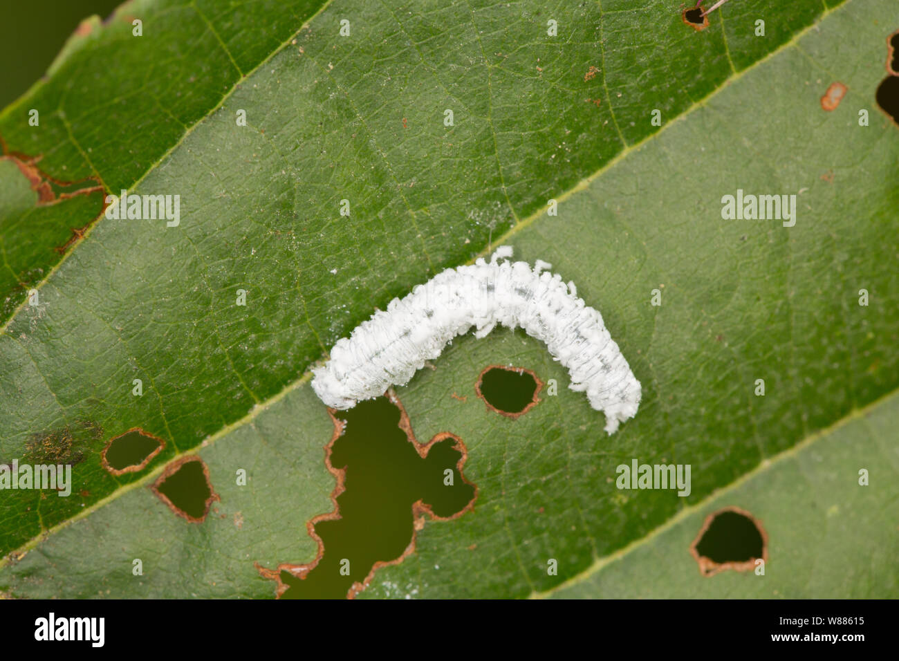 An example of the Alder Sawfly larva, Eriocampa ovata, photographed on an alder leaf, Alnus glutinosa. The larva was found on the banks of the Dorset Stock Photo