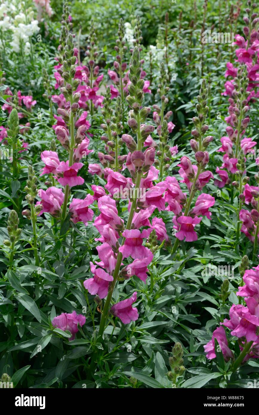 Antirrhinum majus Liberty Lavender snapdragon snapdragons flowers Stock Photo