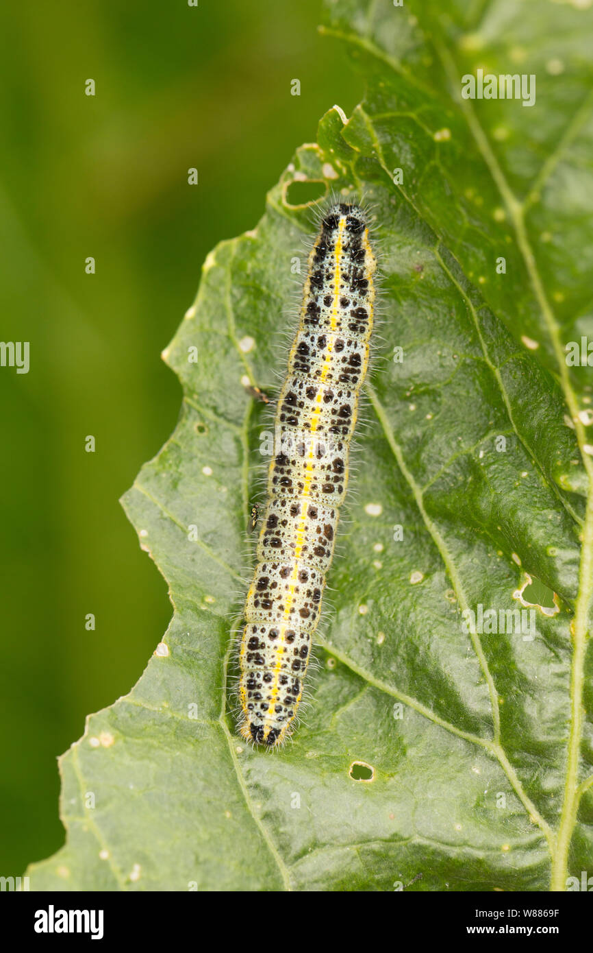 A large white butterfly caterpillar, Pieris brassicae, found feeding on