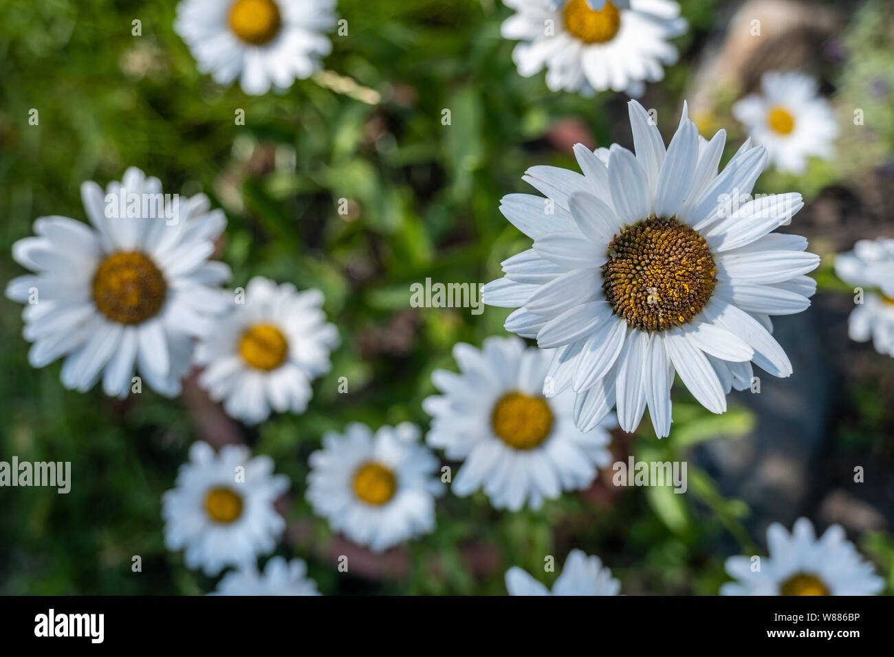 beautiful blooming Leucanthemum vulgare. flowers in bloom close-up ...