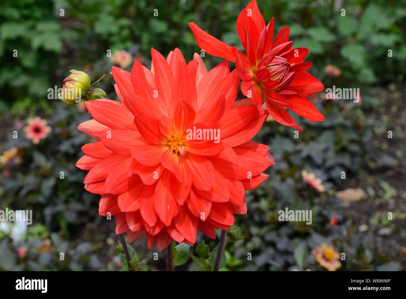 Dahlia Taratahi Ruby flowers and bud red scarlet waterlily dahlia with double flowers Stock Photo