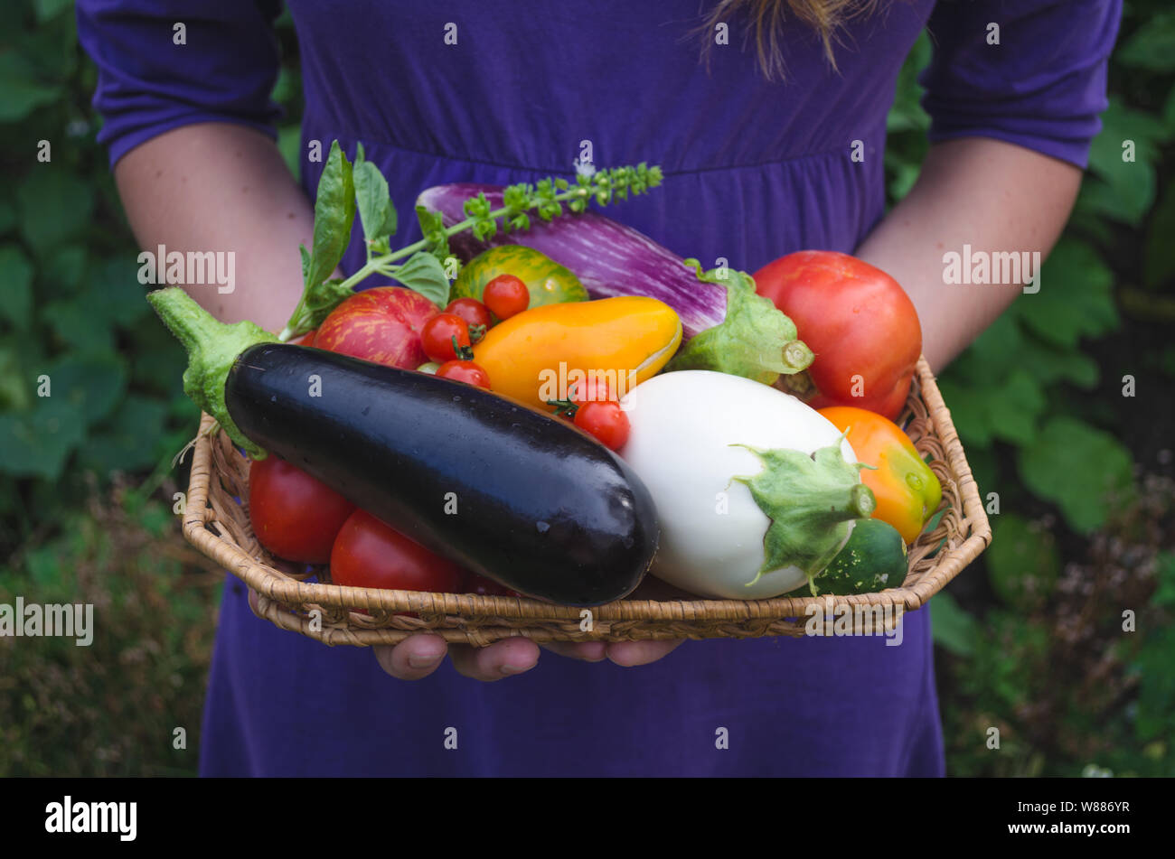 A girl is carrying freshly picked organic eco grown vegetables in the garden. Organic egglants or aubergines, different types of tomatoes and basil. Stock Photo