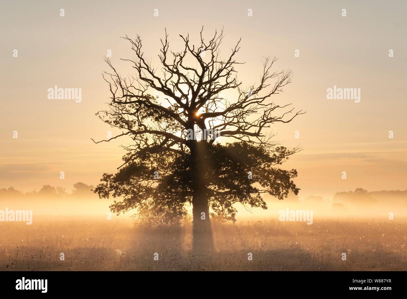 Old oak sunrise silhouette hi-res stock photography and images - Alamy