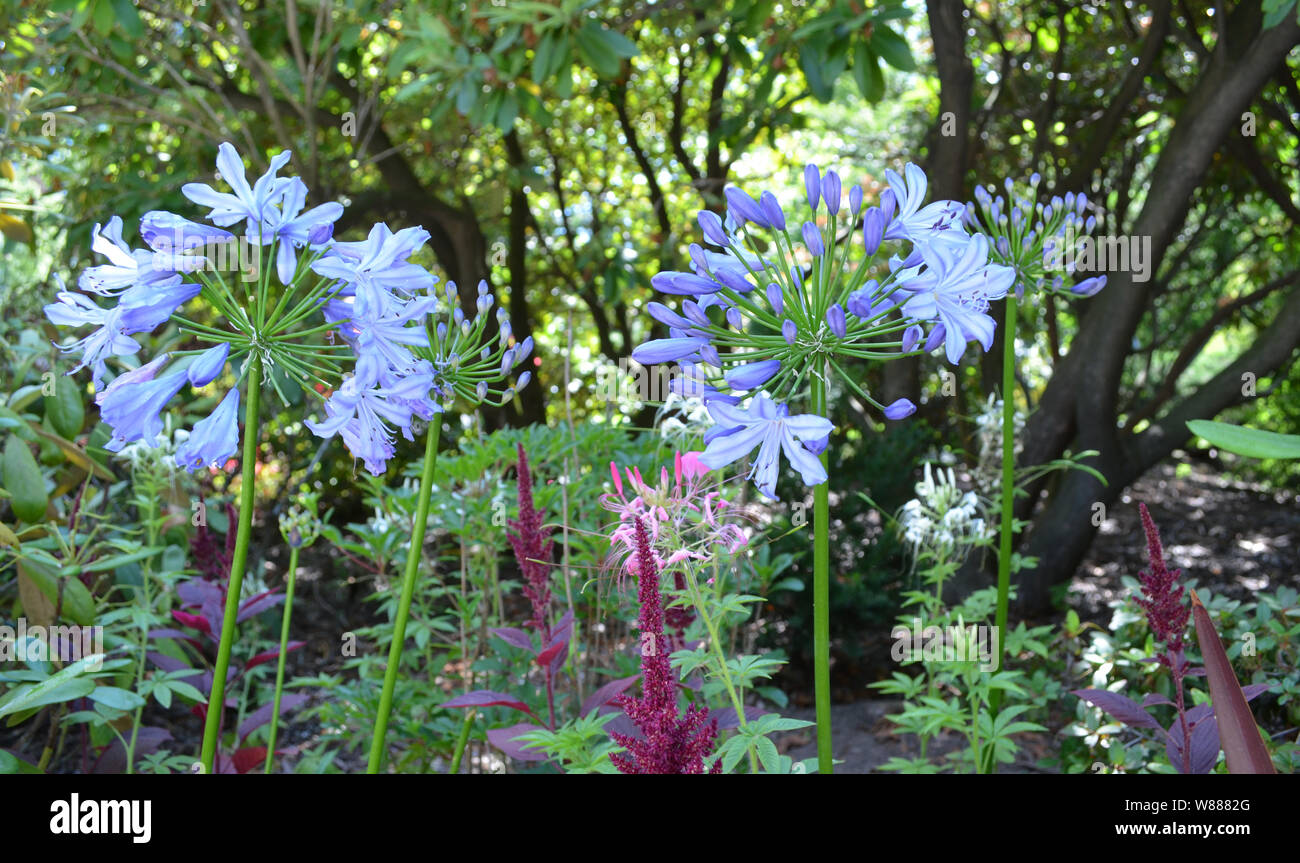 African lilies hi-res stock photography and images - Alamy