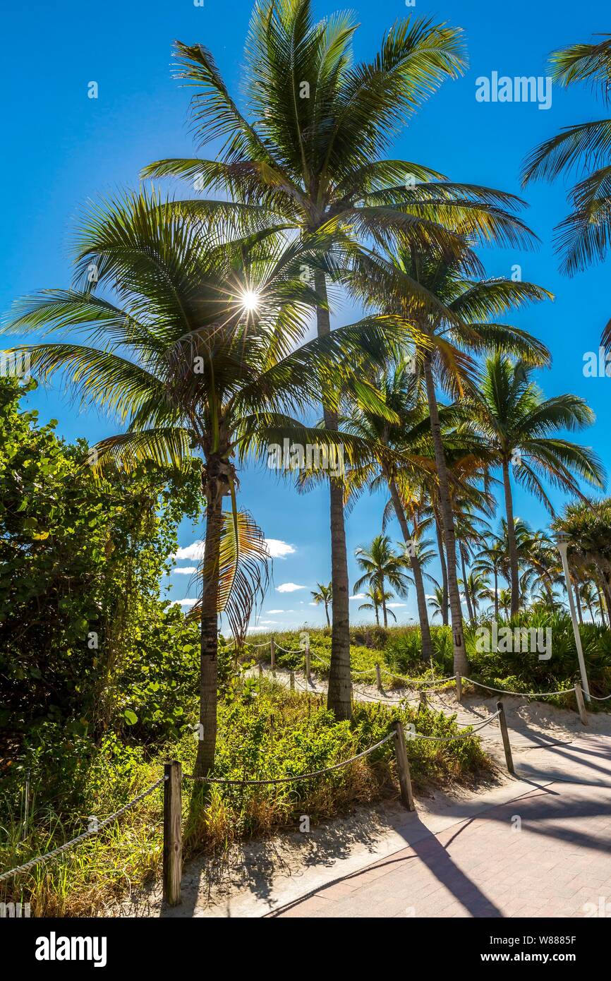 Palm trees, South Beach, Miami Beach, Miami-Dade County, Florida, USA, Stock Photo