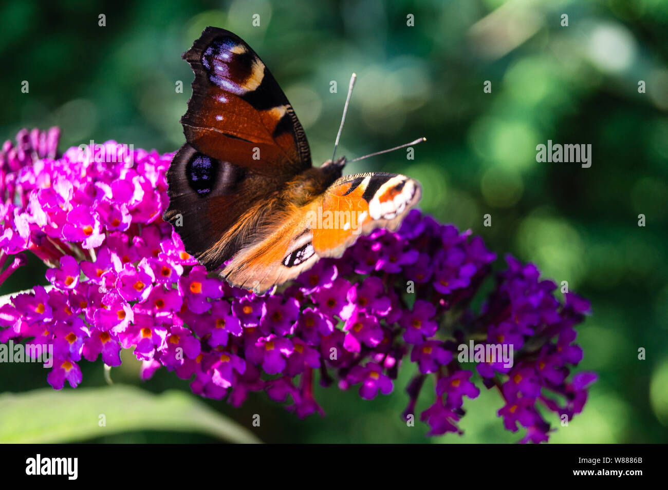 Buddleja davidii the Butterfly bush Stock Photo - Alamy