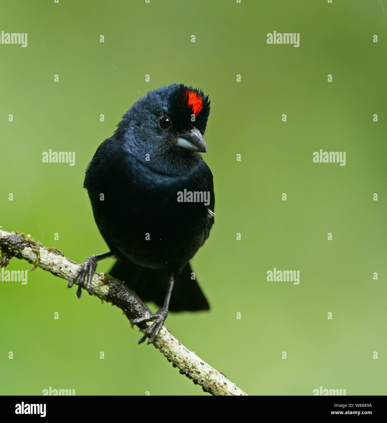Ruby-crowned tanager (Tachyphonus coronatus), sitting on a branch, Atlantic Rainforest, State of Sao Paulo, Brazil Stock Photo