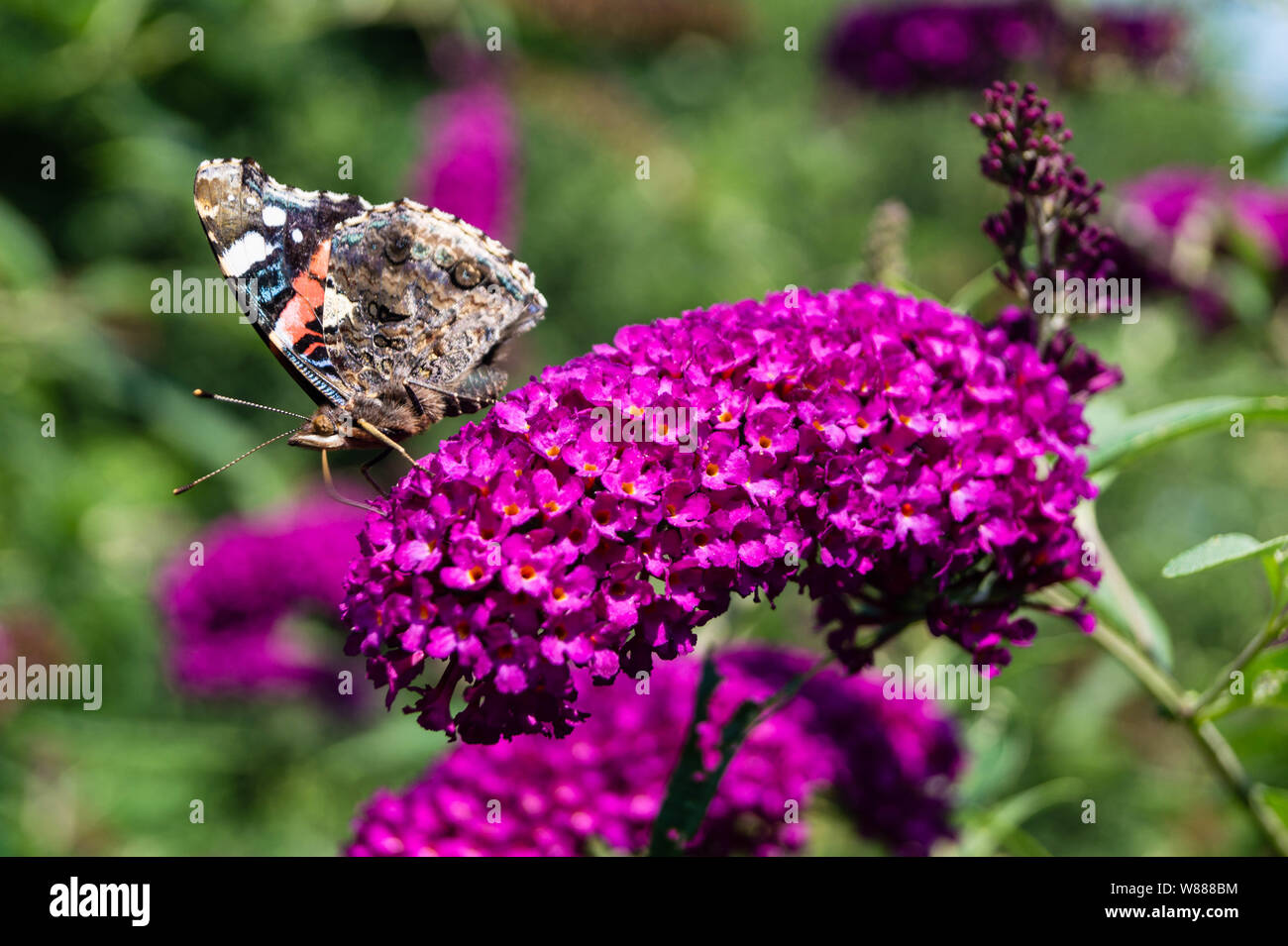 Buddleja davidii the Butterfly bush Stock Photo - Alamy