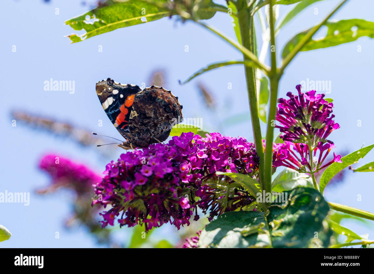 Buddleja davidii the Butterfly bush Stock Photo - Alamy