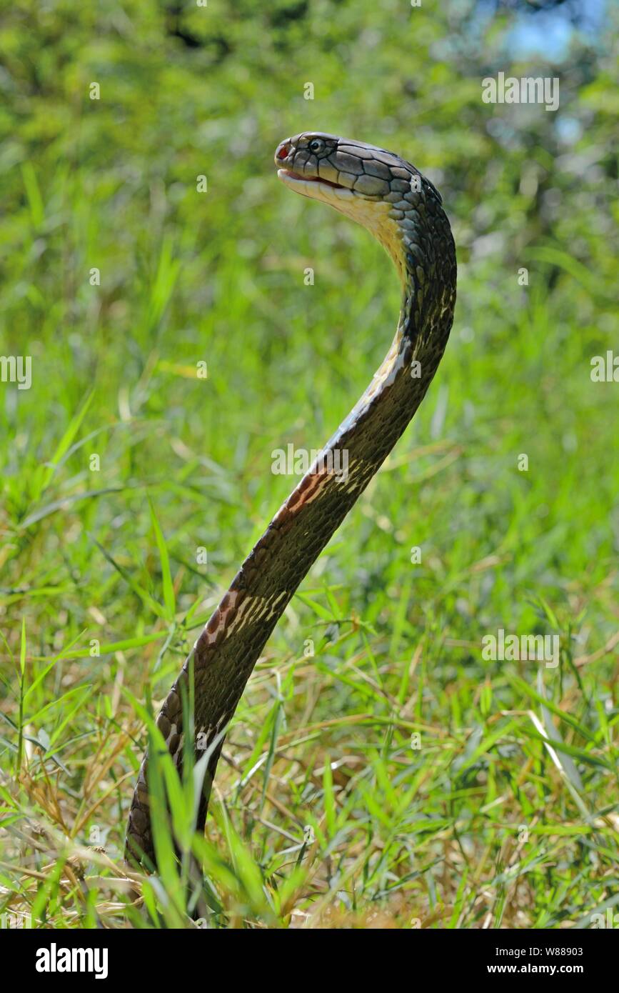 King cobra (Ophiophagus hannah), spreading its hood, Thailand Stock Photo