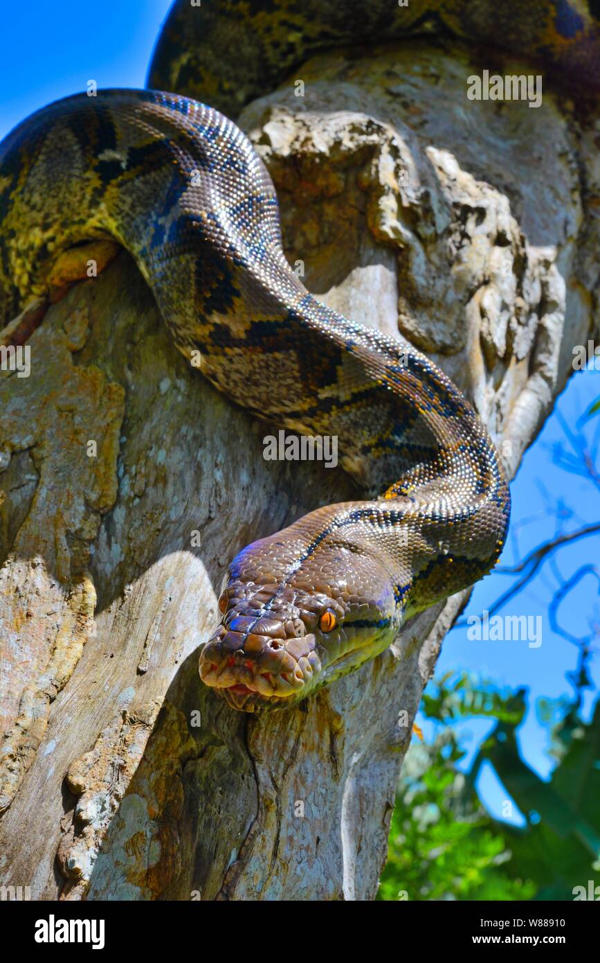 Reticulated python (Malayopython reticulatus), on a tree, Sumatra Stock ...