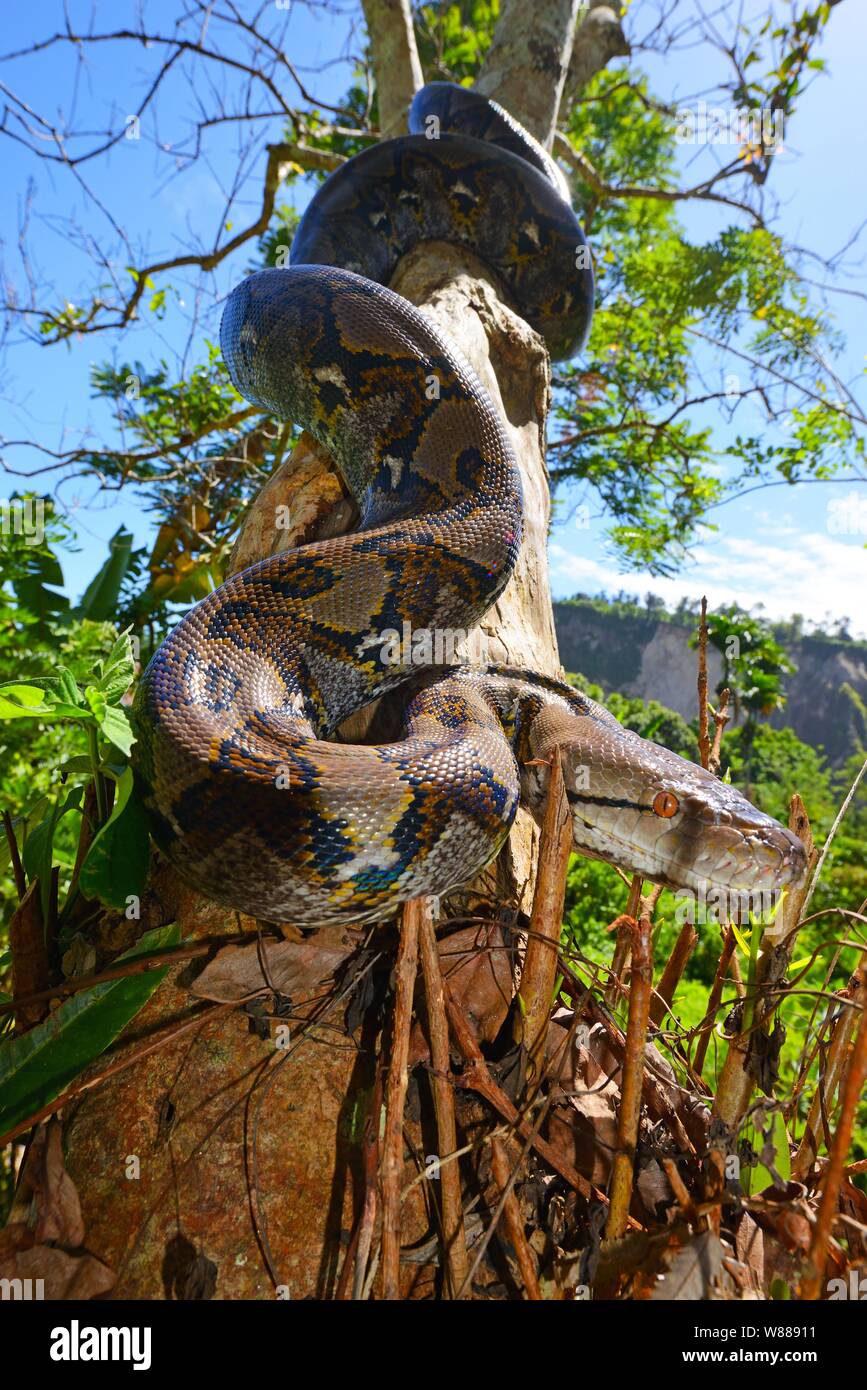 Reticulated python (Malayopython reticulatus), on a tree, Sumatra Stock ...