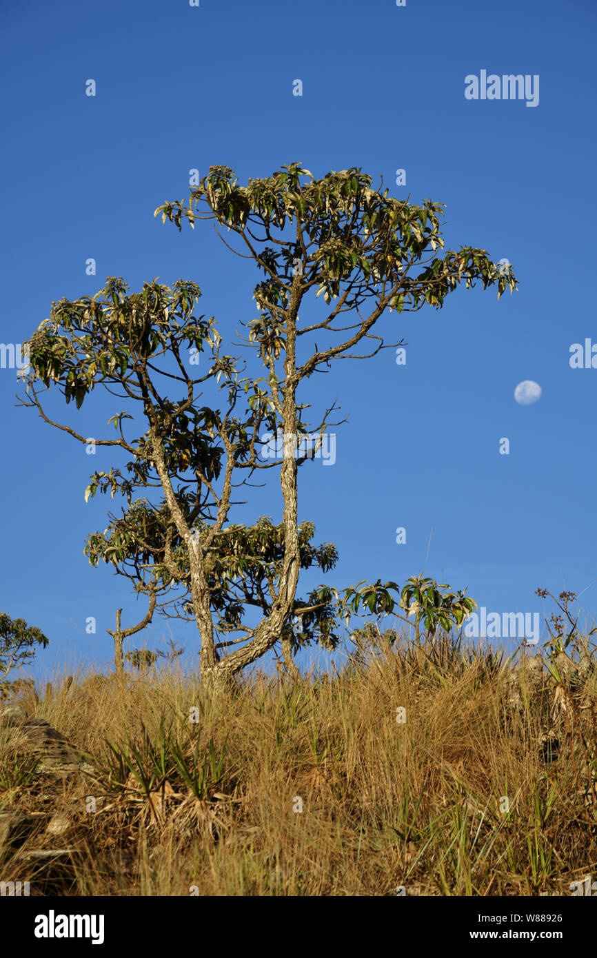 Candeia Tree and Crescent Moon in the Antonio Rosa Park. Stock Photo