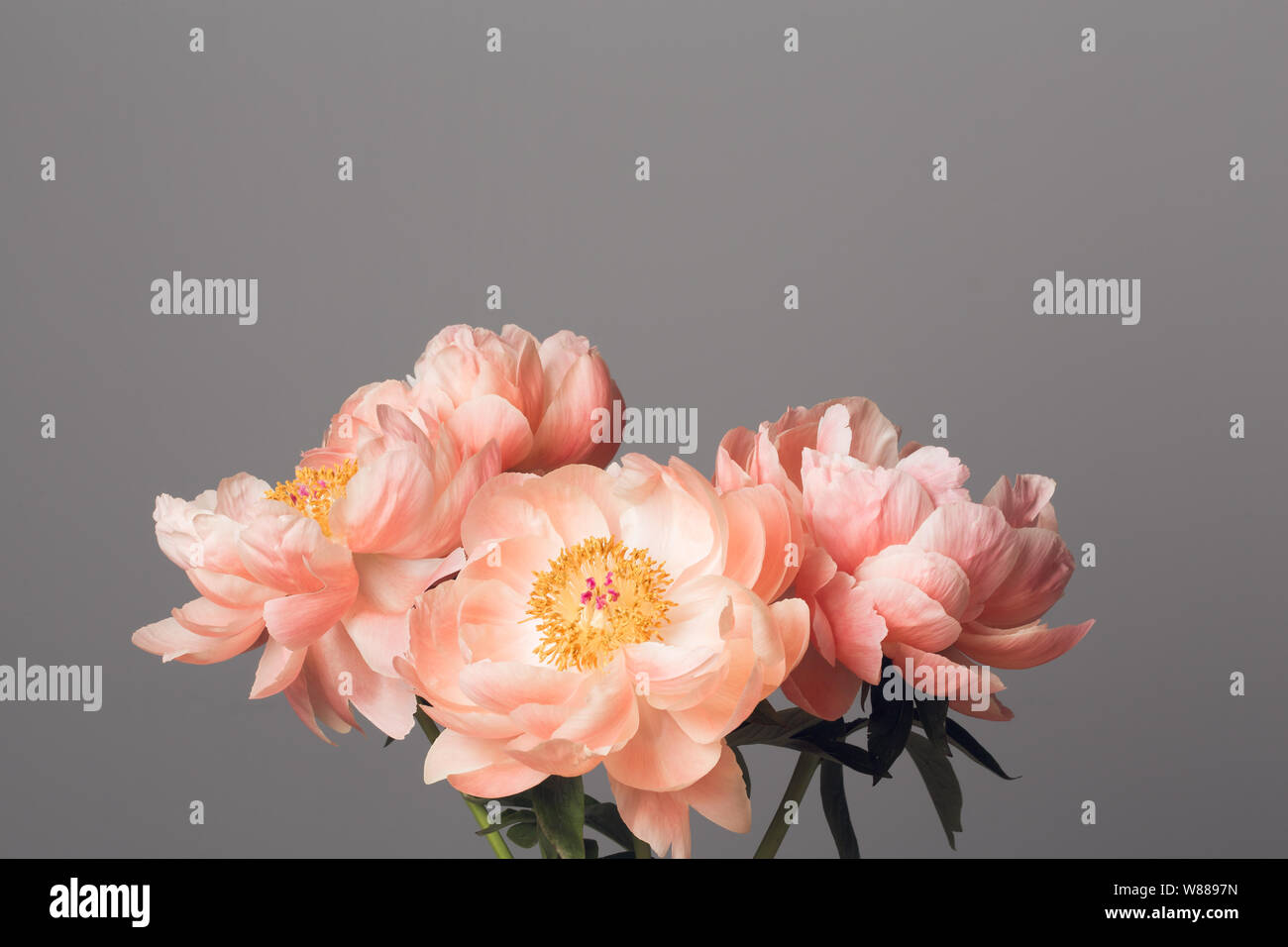 Pink peony flowers bouquet close up isolated on a grey background Stock ...