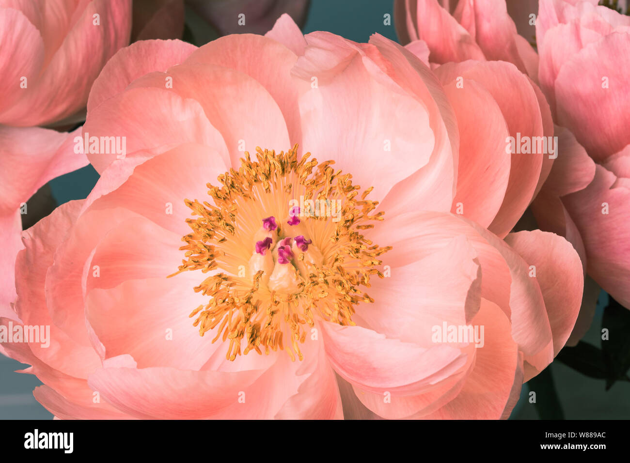 Pink peony flower in bloom with yellow pistils macro still Stock Photo