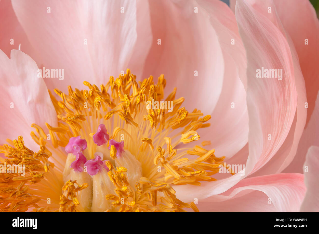 Pink peony flower in bloom with yellow pistils macro still Stock Photo
