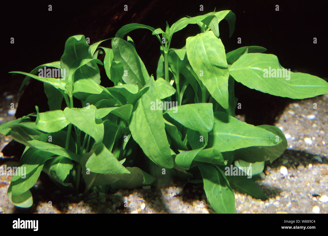 Senegal tea plant, Gymnocoronis spilanthoides Stock Photo