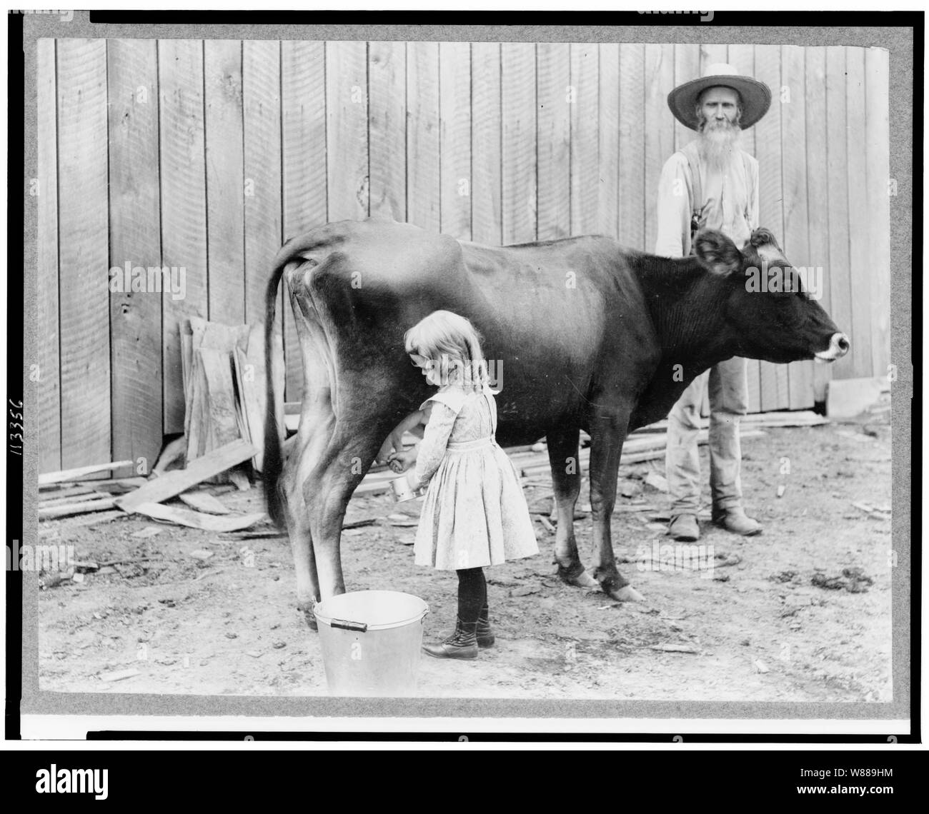 A juvenile milkmaid Stock Photo