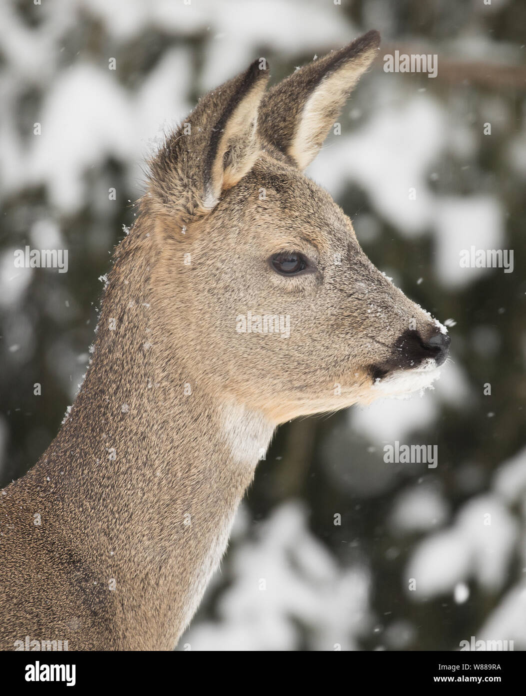 Deer (Capreolus capreolus) are a small deer animal. Winter fur. Stock Photo