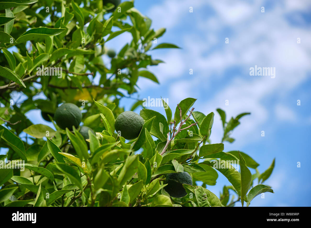 unripe oranges on citrus tree on sunny day Stock Photo