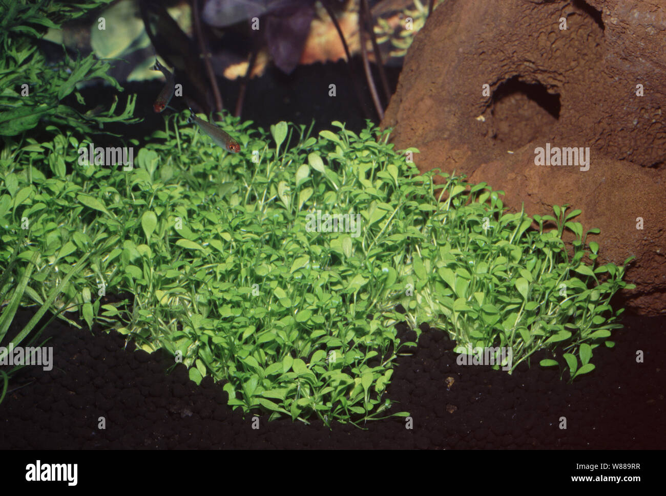 Glosso or small mud-plant, Glossostigma elatinoides Stock Photo