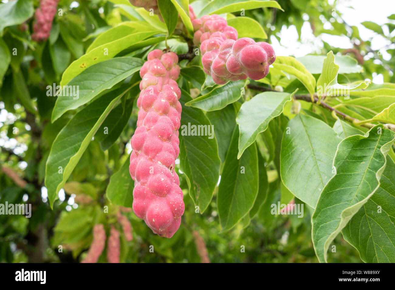 Magnolia seeds in pods on tree. Garden outdoor Stock Photo